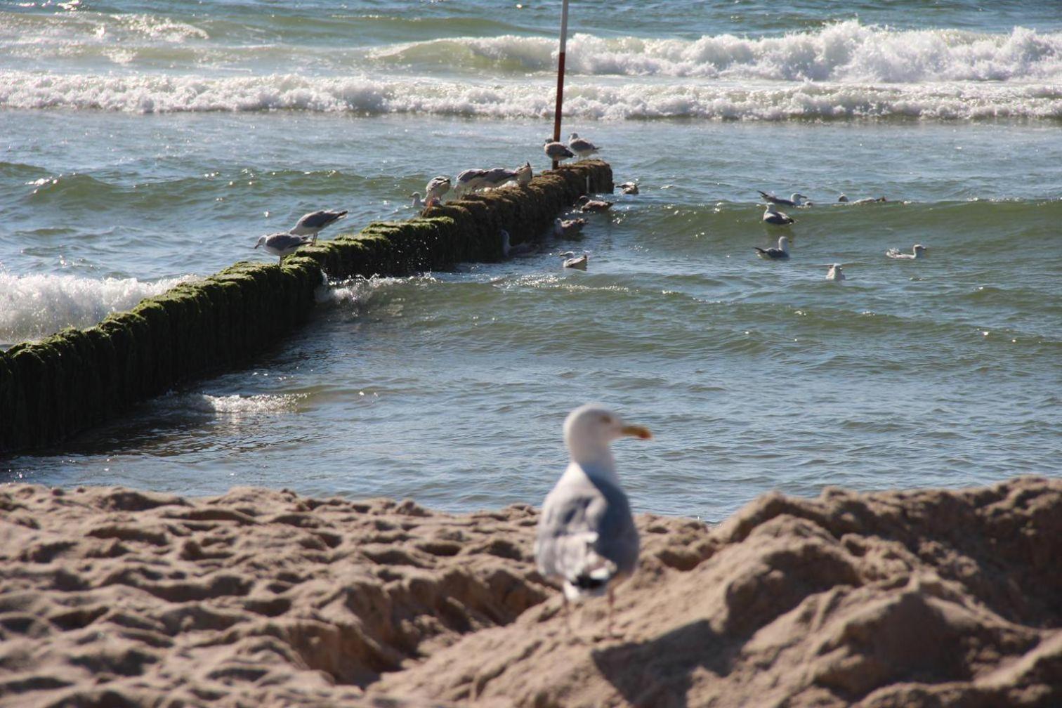 Duenenhof-zum-kronprinzen-strandnah-1min * Wenningstedt-Braderup